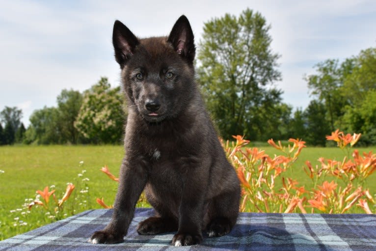 Nimbus Noctis, a Czechoslovakian Vlcak and Siberian Husky mix tested with EmbarkVet.com