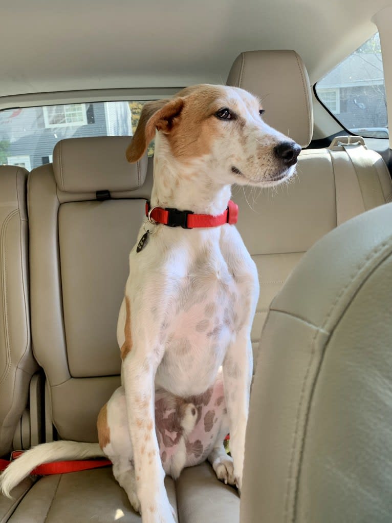 Buddy, an American Pit Bull Terrier and Labrador Retriever mix tested with EmbarkVet.com