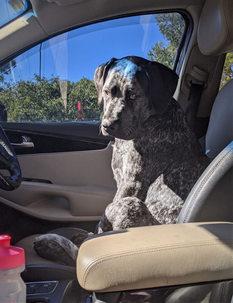 German shorthaired pointer american bulldog mix store