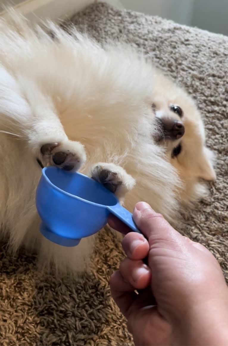 Koda, a Pomeranian tested with EmbarkVet.com