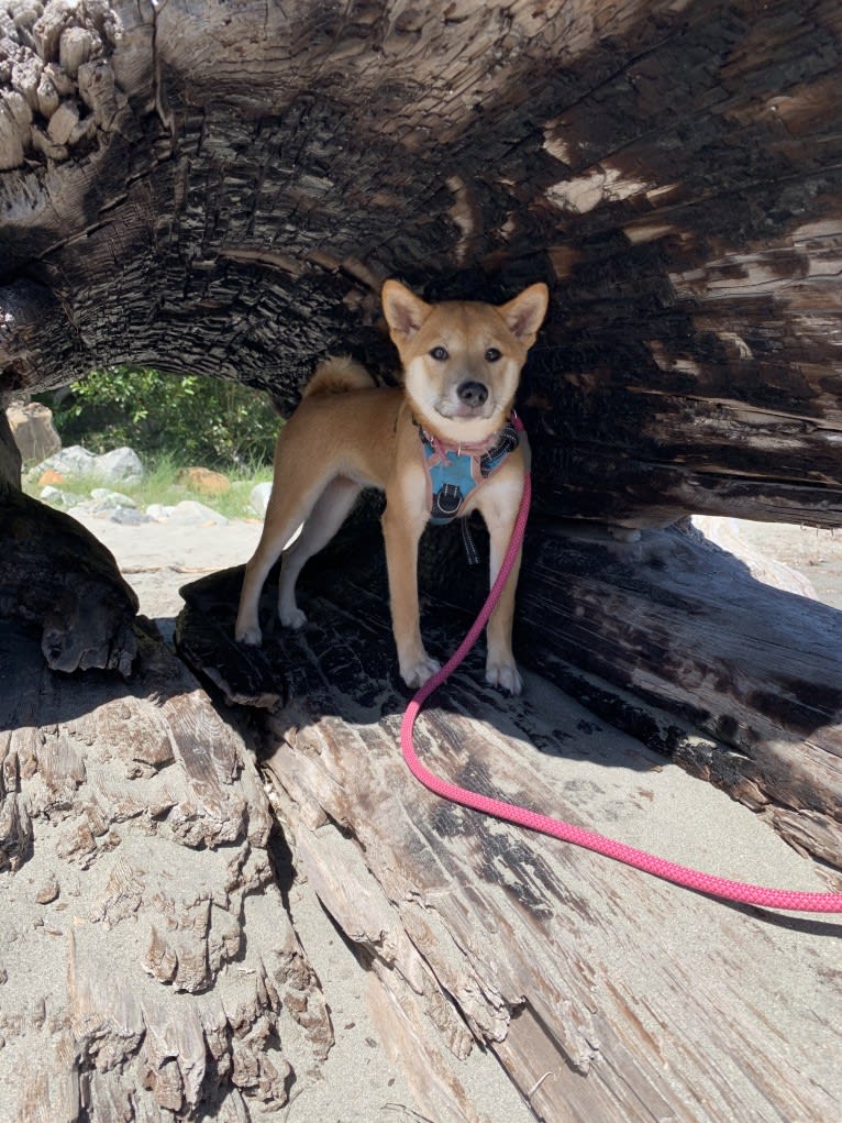 Madison, a Shiba Inu tested with EmbarkVet.com