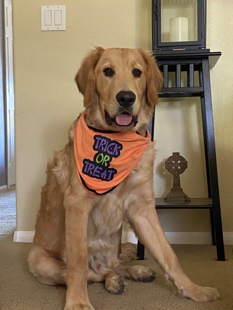 Echo, a Golden Retriever and Labrador Retriever mix tested with EmbarkVet.com