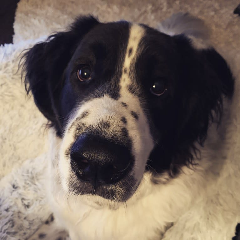 Ivan, a Great Pyrenees and Labrador Retriever mix tested with EmbarkVet.com