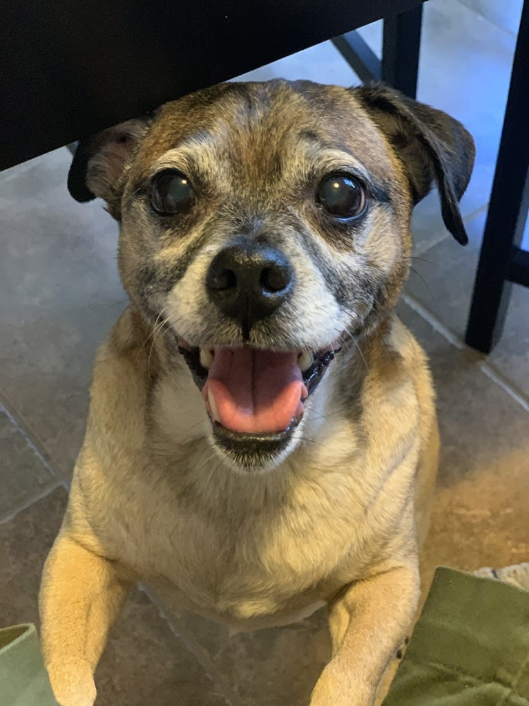 Buddy, a Russell-type Terrier and Pug mix tested with EmbarkVet.com