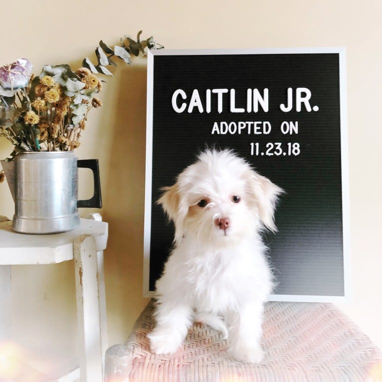 Caitlin Jr., a Havanese and Bichon Frise mix tested with EmbarkVet.com