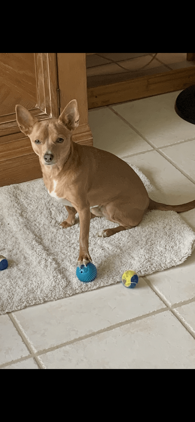 Westin, a Chihuahua and Rat Terrier mix tested with EmbarkVet.com