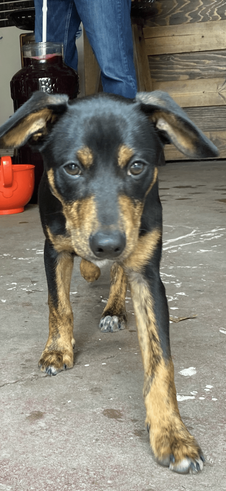 Sergeant, a Chihuahua and Dachshund mix tested with EmbarkVet.com