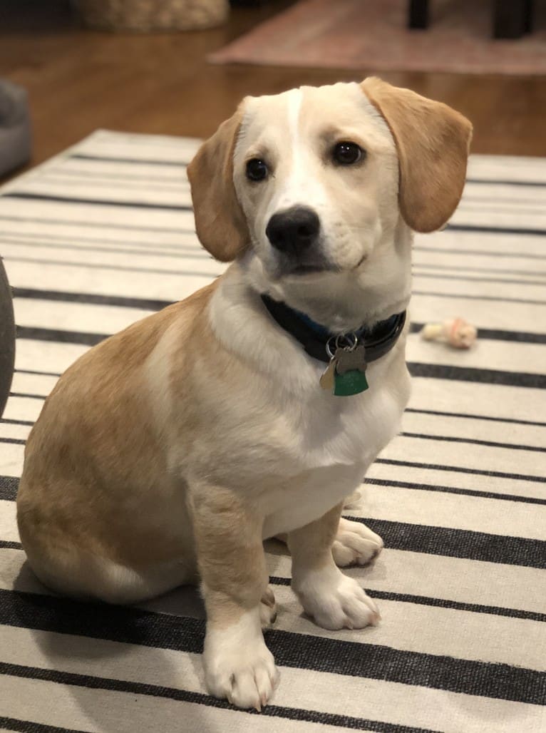 Charlie, an Australian Shepherd and Boxer mix tested with EmbarkVet.com