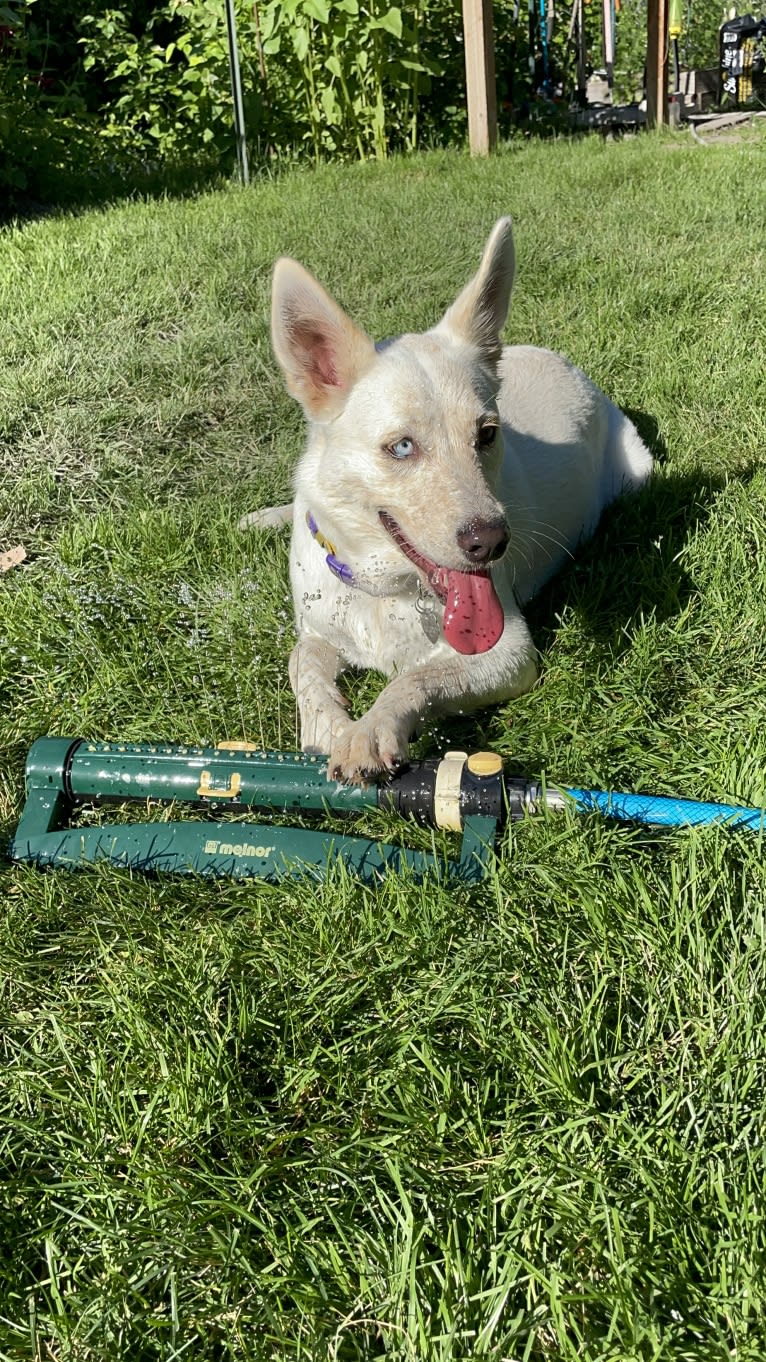 Princess Luna Rose, an Australian Cattle Dog and Siberian Husky mix tested with EmbarkVet.com