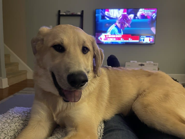 Sadie, a Great Pyrenees and German Shepherd Dog mix tested with EmbarkVet.com