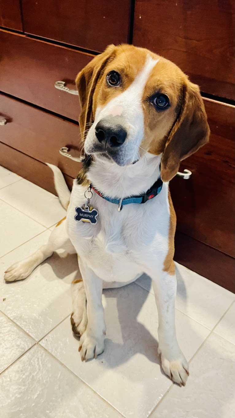 Murphy, an American Foxhound and Redbone Coonhound mix tested with EmbarkVet.com