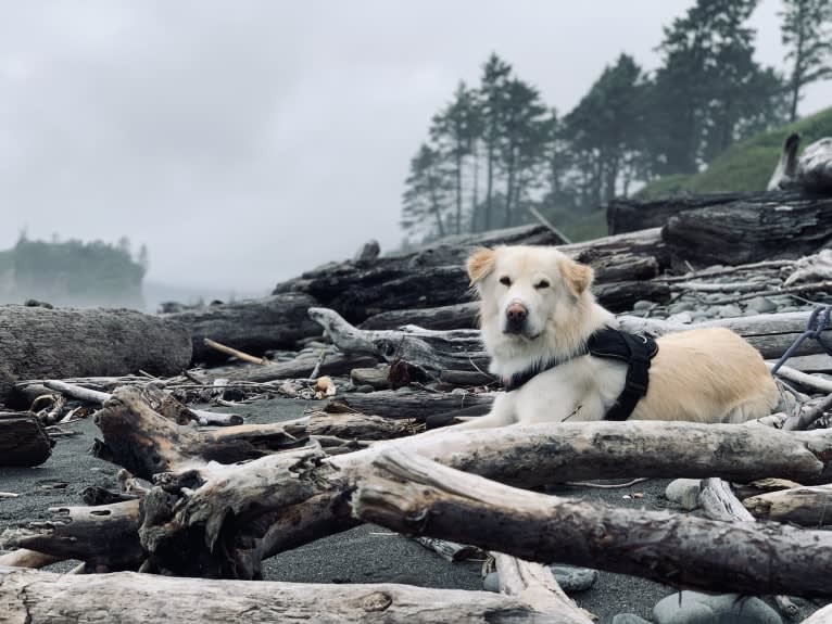 Koa, a Siberian Husky and Golden Retriever mix tested with EmbarkVet.com