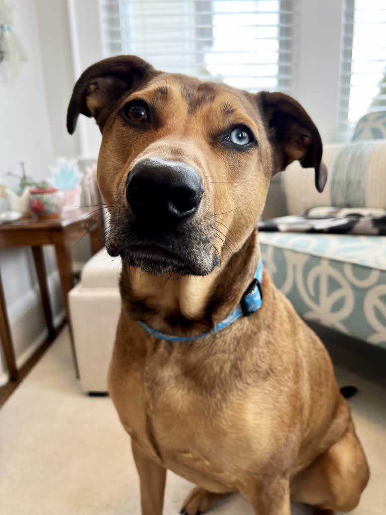 Walker, an American Pit Bull Terrier and Rottweiler mix tested with EmbarkVet.com