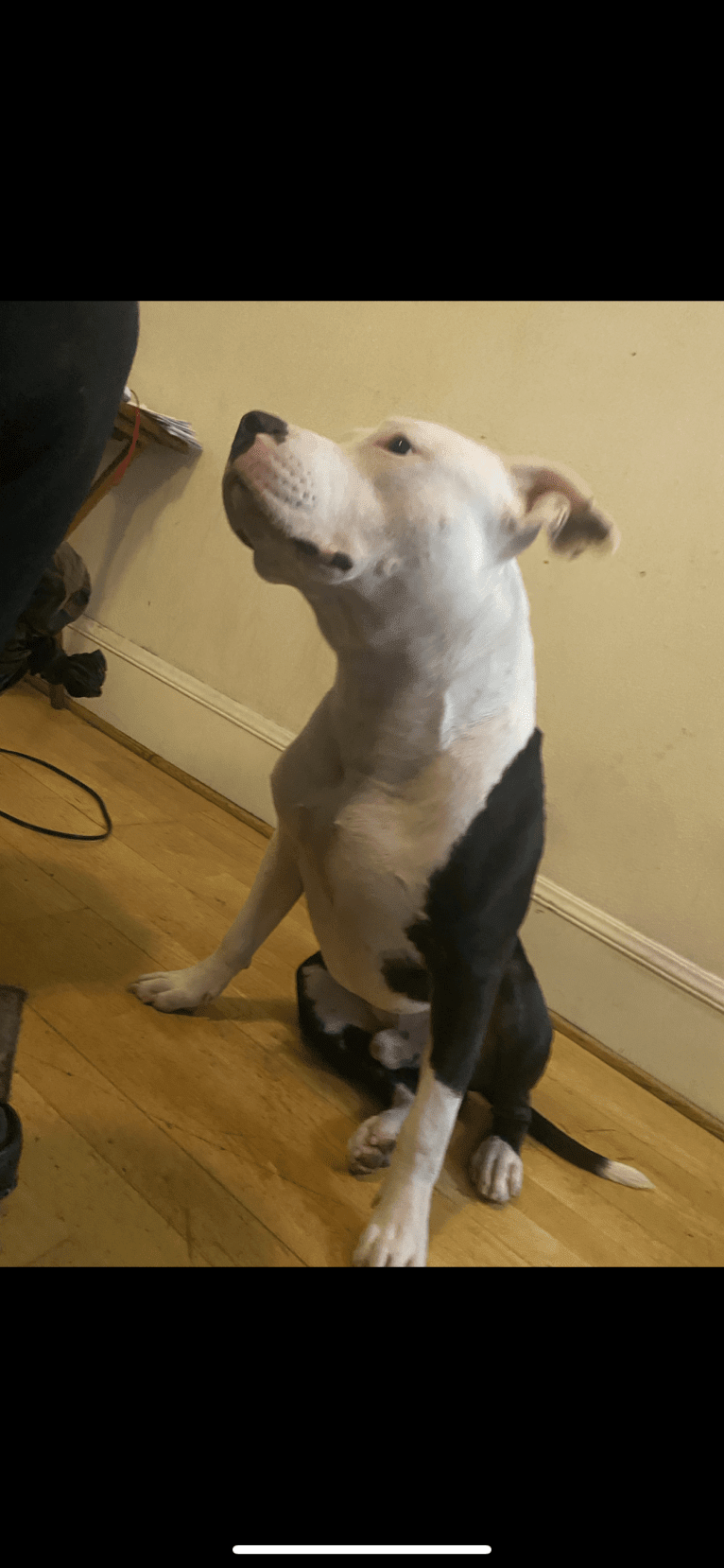 Max Lewis Cannady, an American Pit Bull Terrier and American Staffordshire Terrier mix tested with EmbarkVet.com