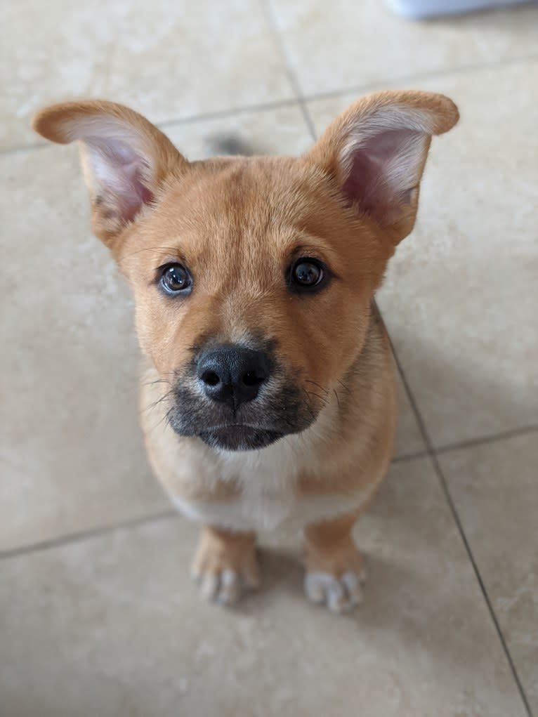 Nico, a Siberian Husky and Rottweiler mix tested with EmbarkVet.com