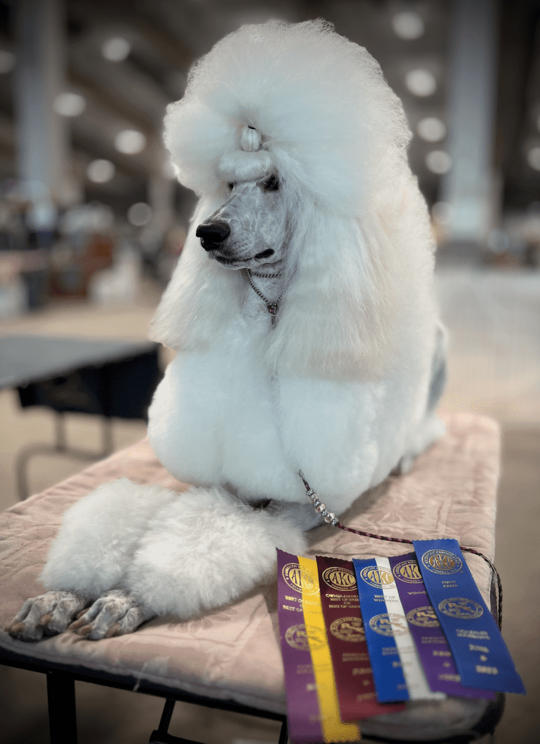 Mia, a Poodle (Standard) tested with EmbarkVet.com