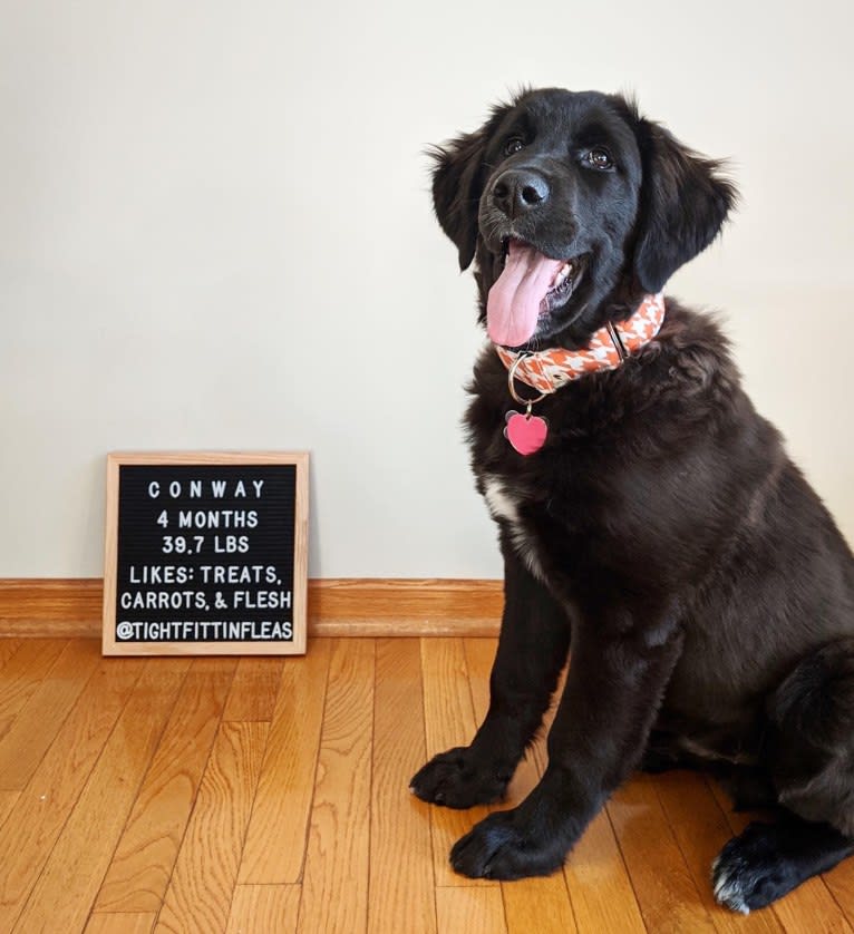 Conway, a Golden Retriever and Great Pyrenees mix tested with EmbarkVet.com