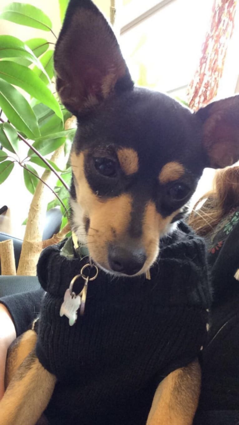 Kyuta, a Chihuahua and Cocker Spaniel mix tested with EmbarkVet.com