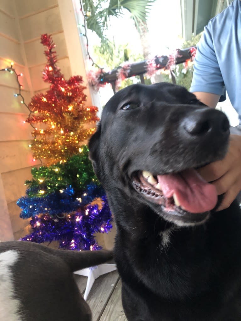 Kaida, a Labrador Retriever and Australian Shepherd mix tested with EmbarkVet.com