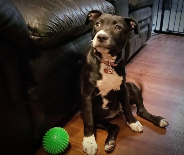 Luna, an American Pit Bull Terrier tested with EmbarkVet.com