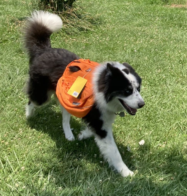 Creedence, a Yakutian Laika tested with EmbarkVet.com