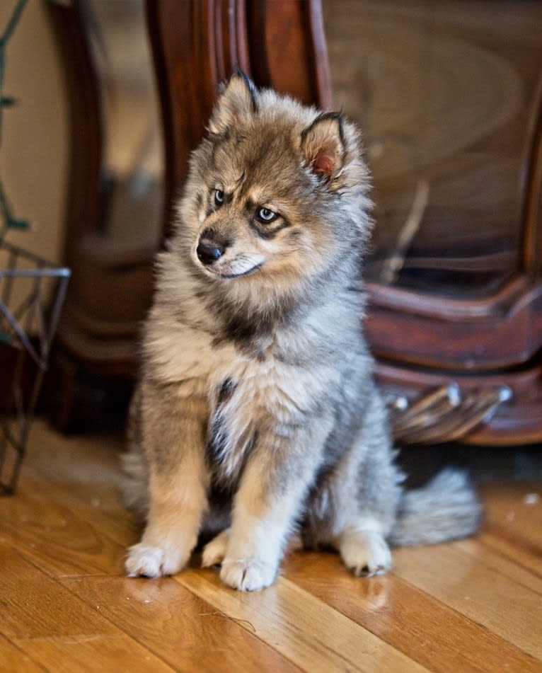 Sapphire, a Pomsky tested with EmbarkVet.com