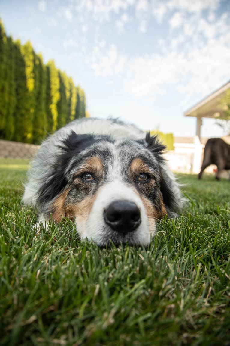 Helo, an Australian Shepherd tested with EmbarkVet.com