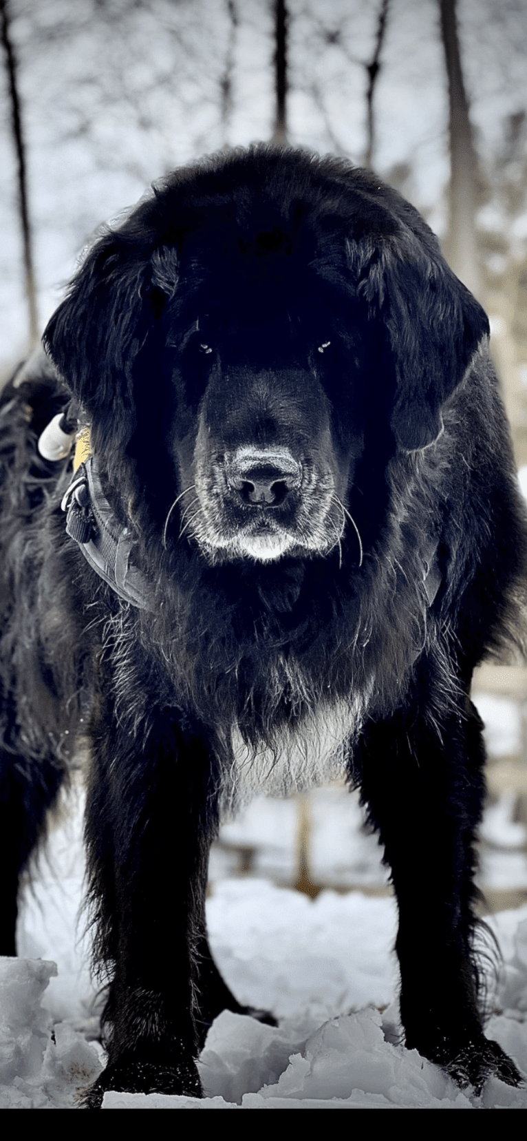 Buddha, a Saint Bernard and Golden Retriever mix tested with EmbarkVet.com