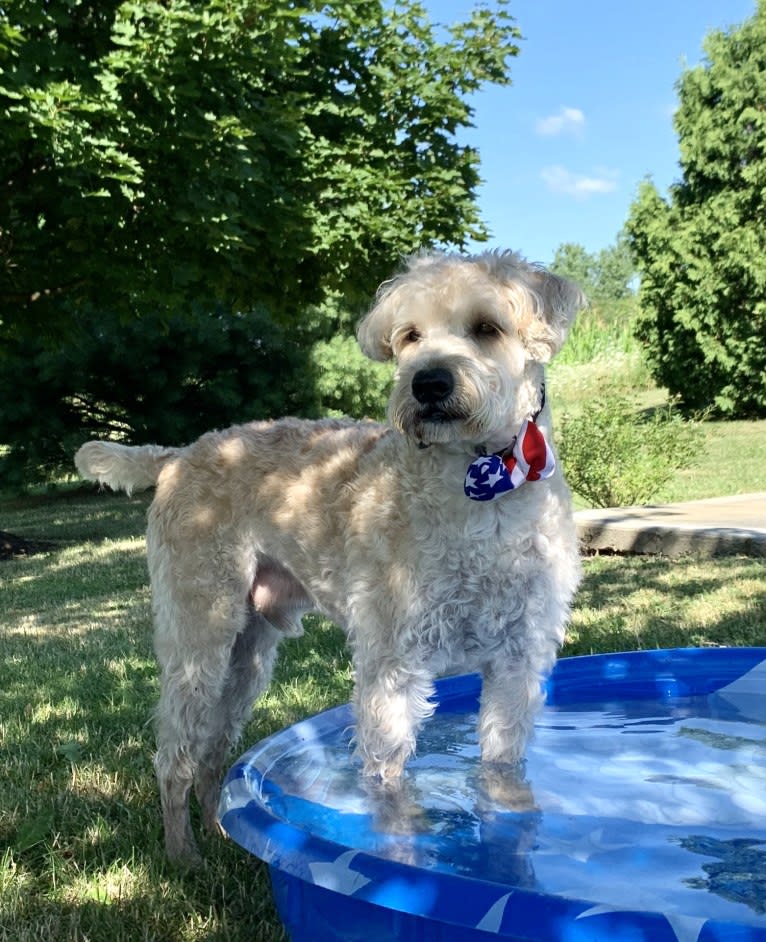 Benji Borden, a Soft Coated Wheaten Terrier tested with EmbarkVet.com