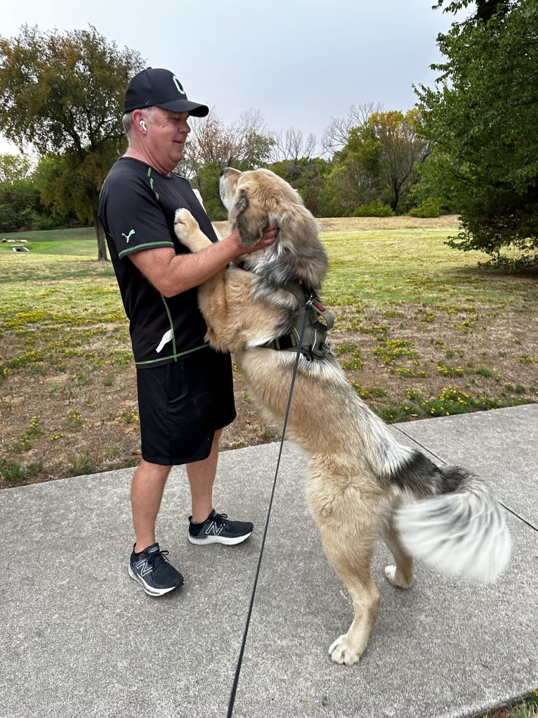 Moose, a Tibetan Mastiff tested with EmbarkVet.com