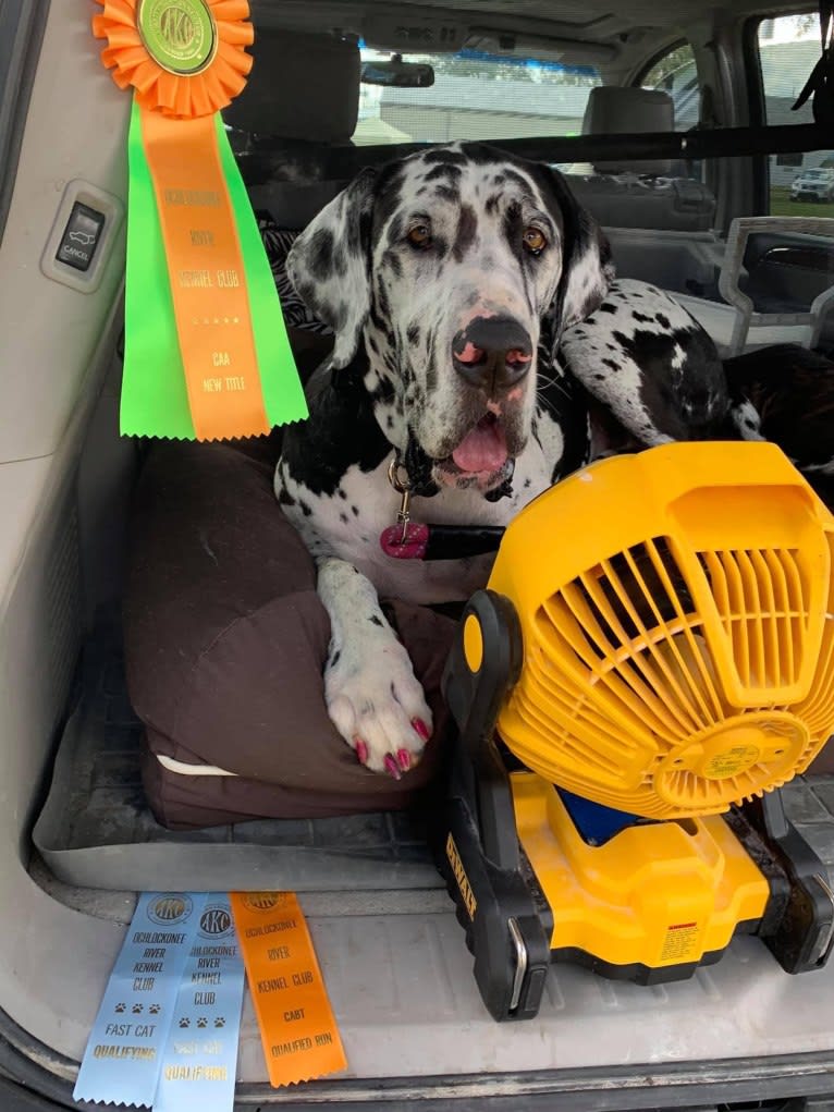 Molly, a Great Dane tested with EmbarkVet.com