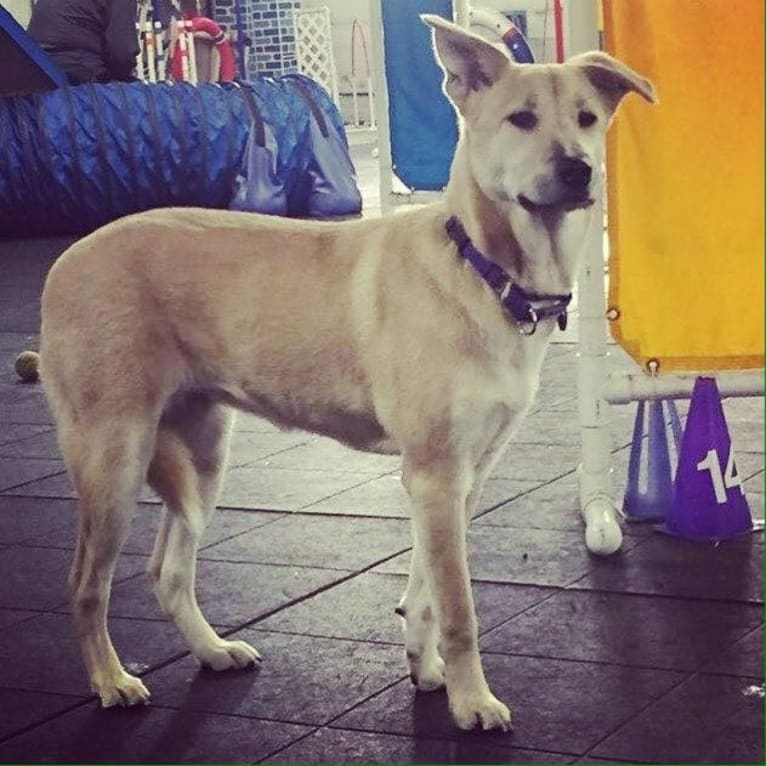 Lily Opal, an East Asian Village Dog tested with EmbarkVet.com