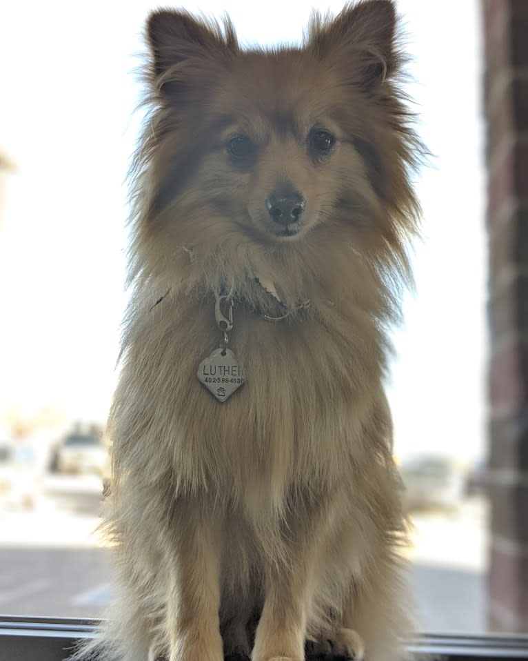 Luther, a Pomeranian tested with EmbarkVet.com