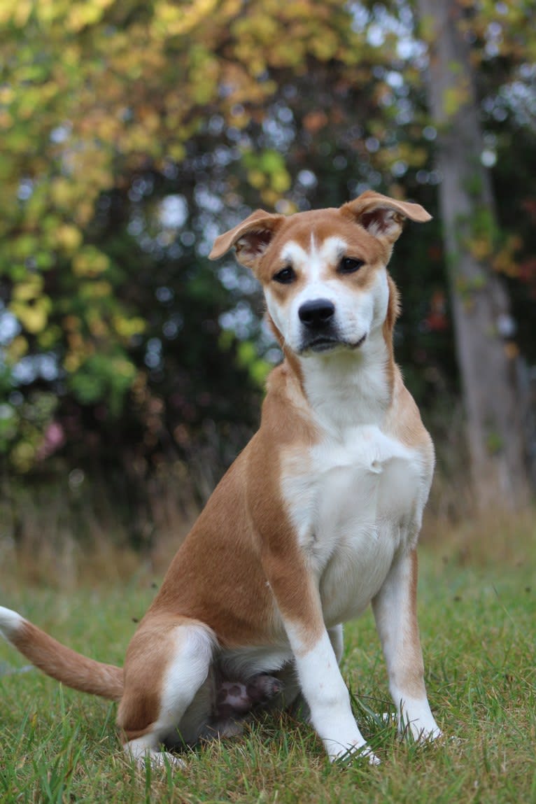 Joe, a Carolina Dog tested with EmbarkVet.com