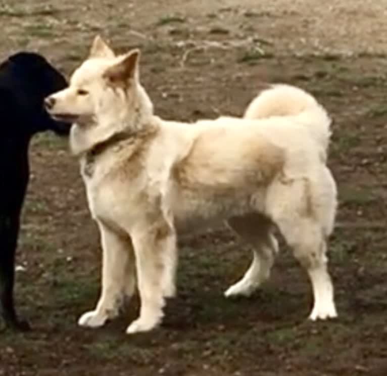 Sweet Pea, an Akita and American Bully mix tested with EmbarkVet.com