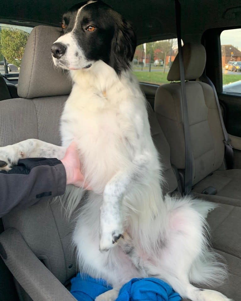 Oliver, a Border Collie and Australian Shepherd mix tested with EmbarkVet.com