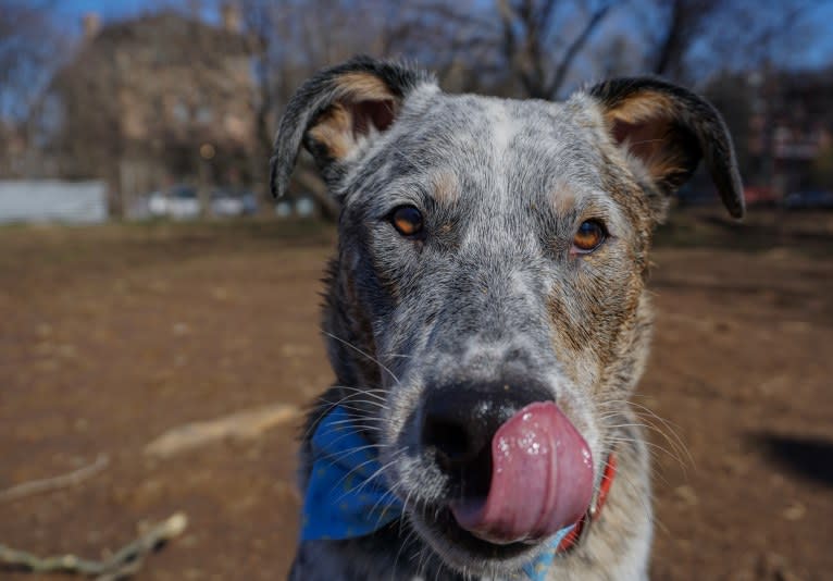 Banjo, an Australian Cattle Dog and Chow Chow mix tested with EmbarkVet.com