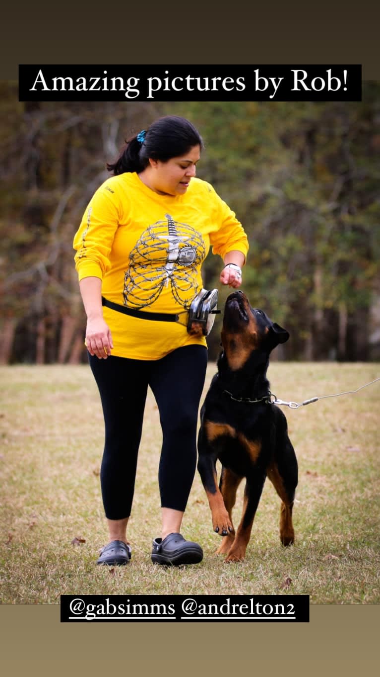 Sirius, a Rottweiler tested with EmbarkVet.com