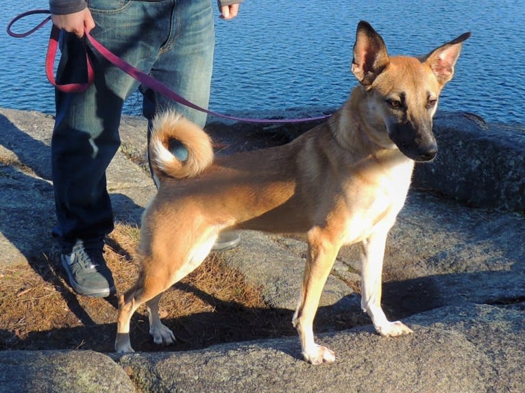 Lucy, a Northern East African Village Dog tested with EmbarkVet.com