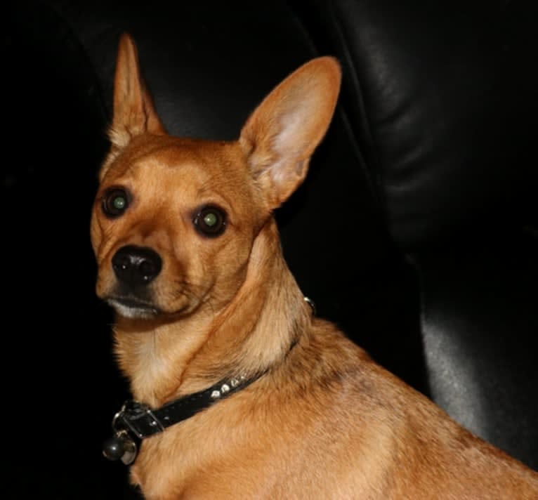 Alexa (Lexi) Isabella, a Chihuahua and Rat Terrier mix tested with EmbarkVet.com