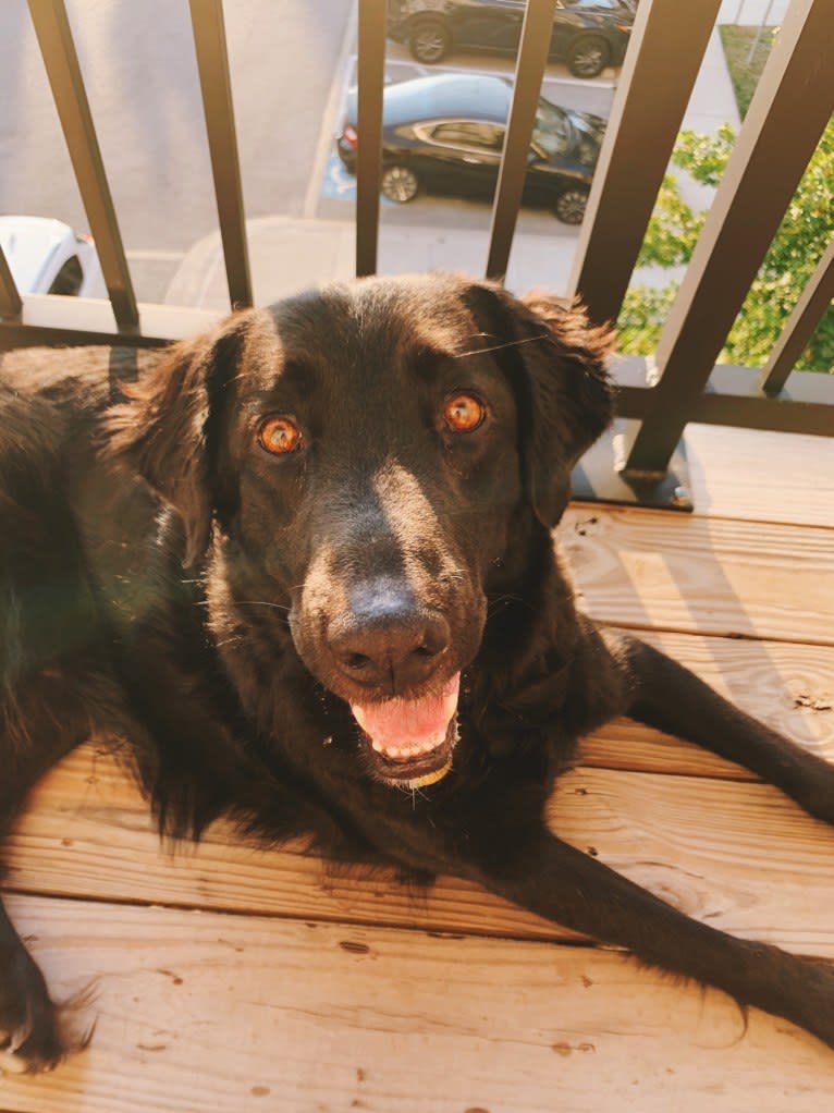 Huck, a Labrador Retriever and American Foxhound mix tested with EmbarkVet.com