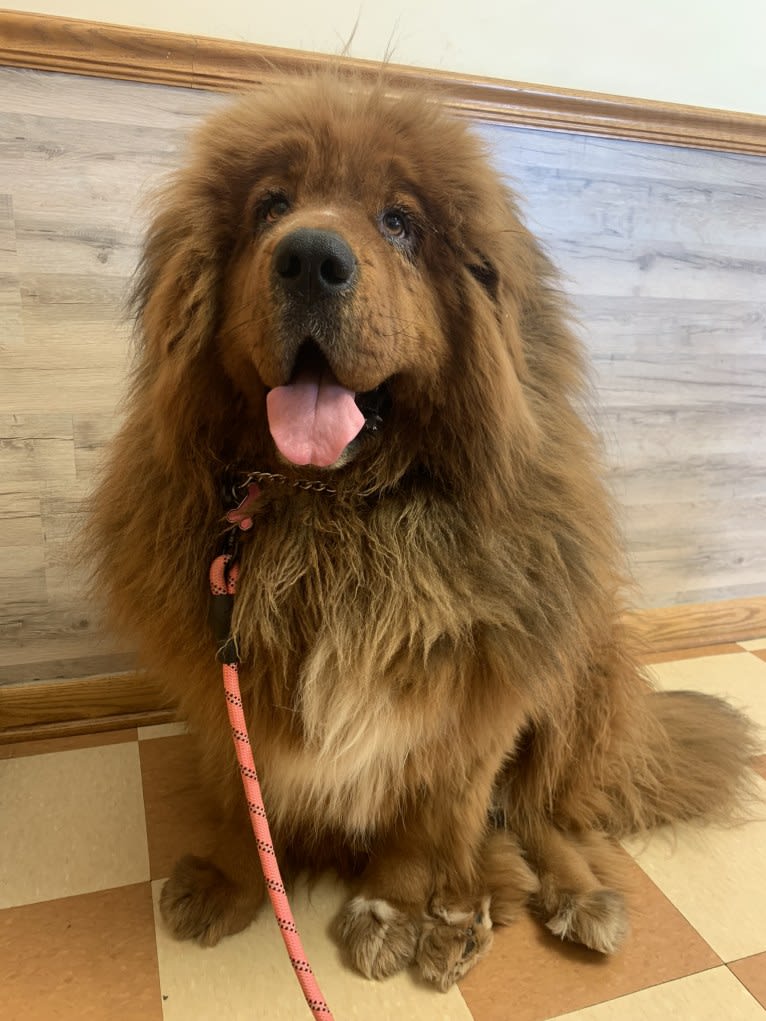 Crispy Long, a Tibetan Mastiff tested with EmbarkVet.com