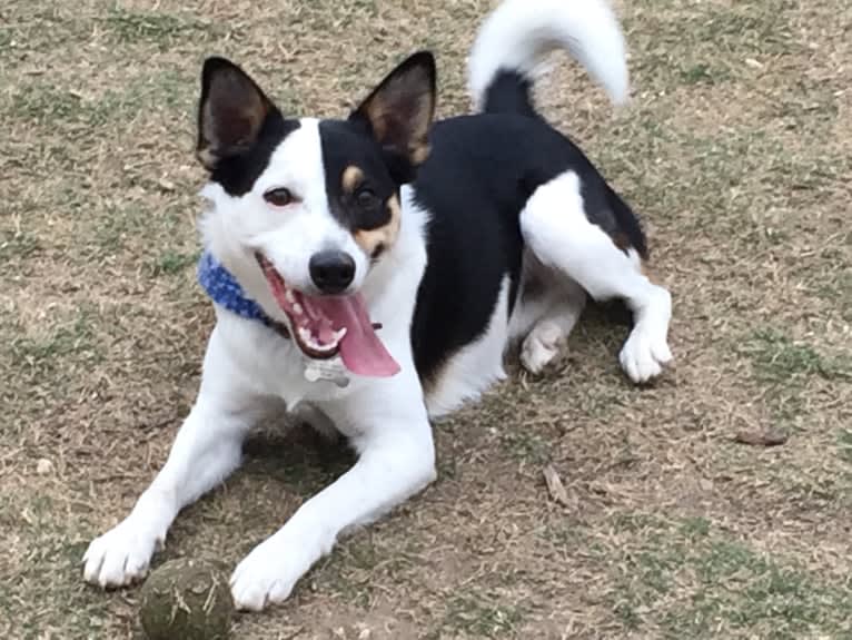 Rogue, a Border Collie and Rat Terrier mix tested with EmbarkVet.com