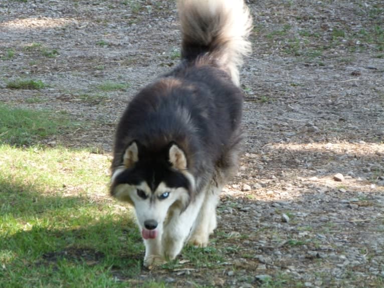 "NEO" NOVEL SIBERIAN'S SLEIGH RIDE, a Siberian Husky tested with EmbarkVet.com