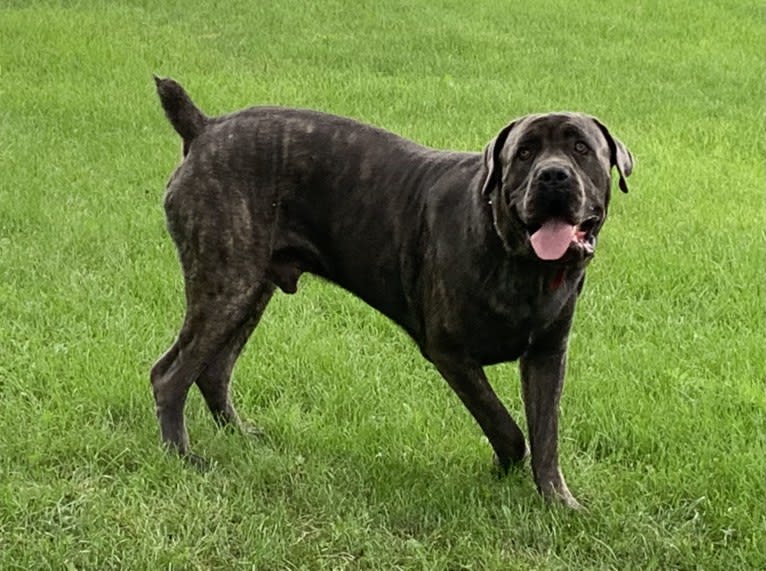 Rocco Roman Hughes, a Cane Corso tested with EmbarkVet.com