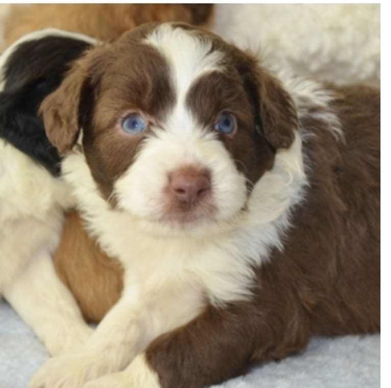 Cooper, a Poodle (Small) and Miniature/MAS-type Australian Shepherd mix tested with EmbarkVet.com