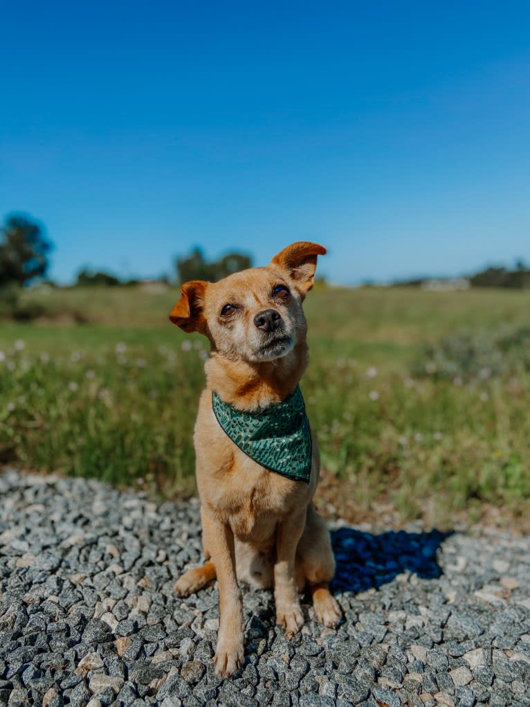 Rocky, a Chihuahua and Miniature Pinscher mix tested with EmbarkVet.com