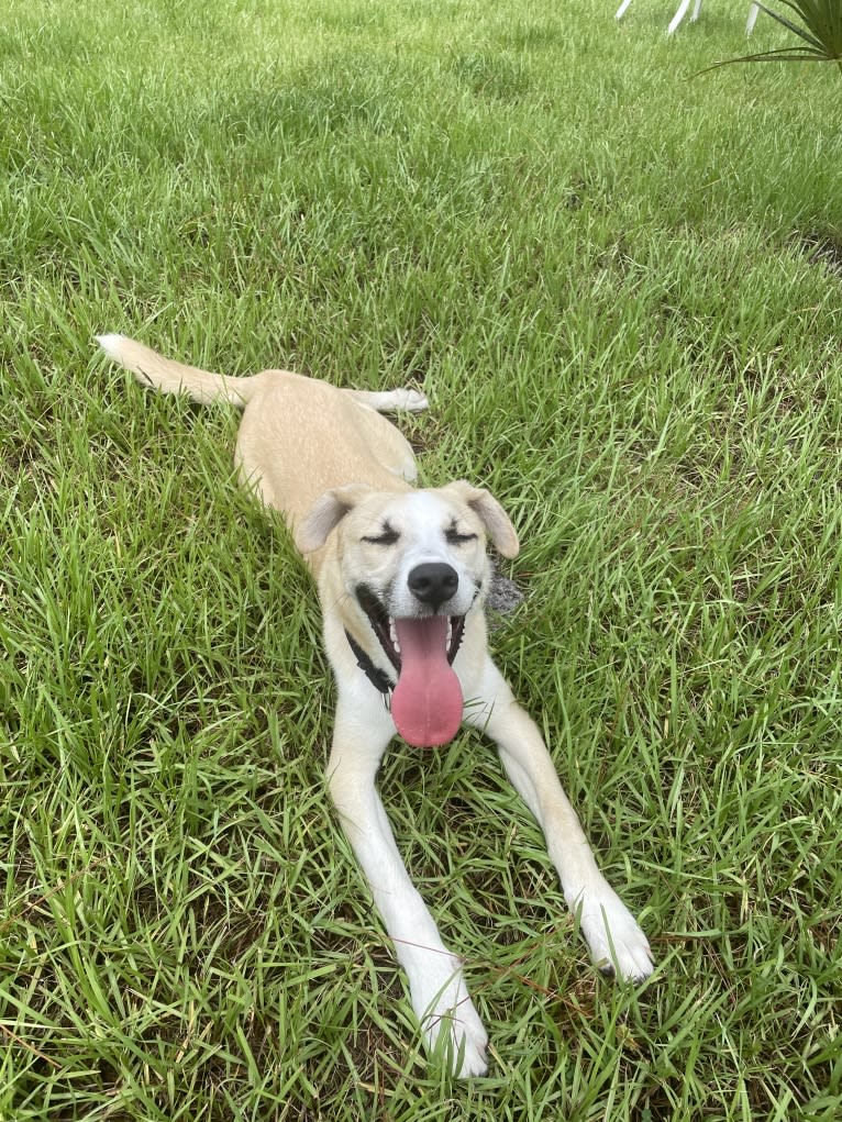 Finn, a Siberian Husky and American Pit Bull Terrier mix tested with EmbarkVet.com