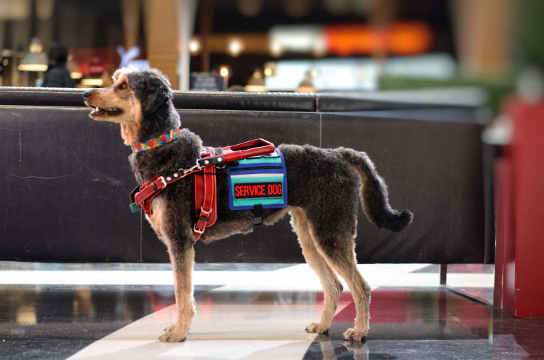 Hayley, an Aussiedoodle tested with EmbarkVet.com