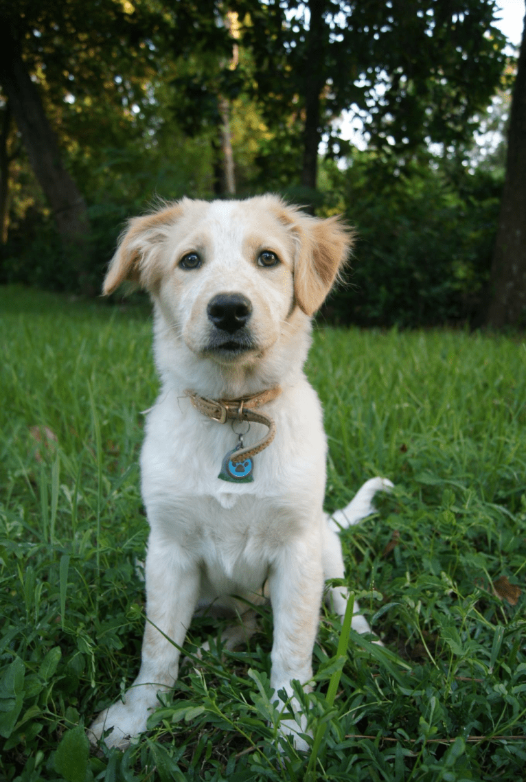 Wendy, a Great Pyrenees and American Pit Bull Terrier mix tested with EmbarkVet.com